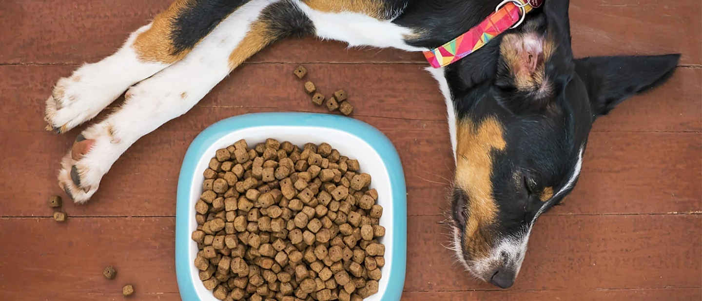 Dierenbenodigdheden Promotie -Dierenbenodigdheden Promotie 2